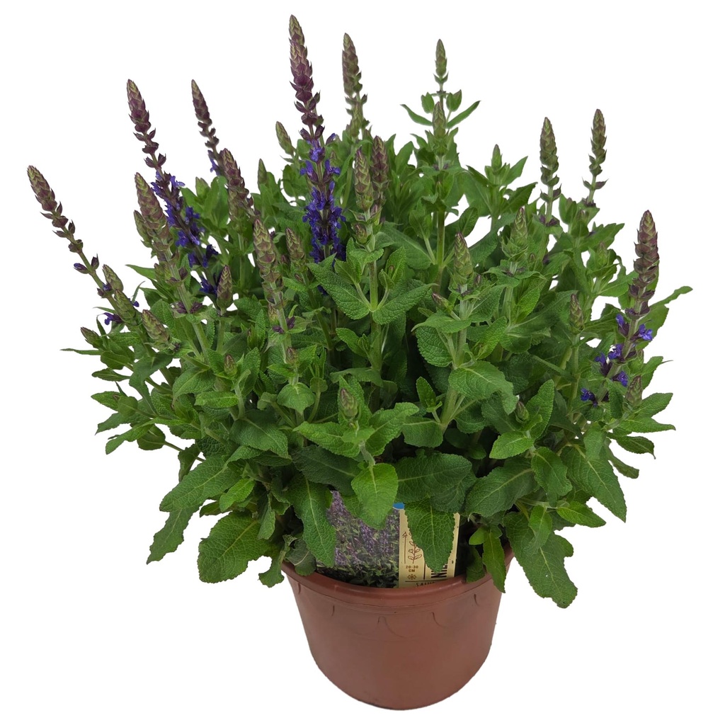 [1664S3326V] Salvia P19 ost friesland imp blue