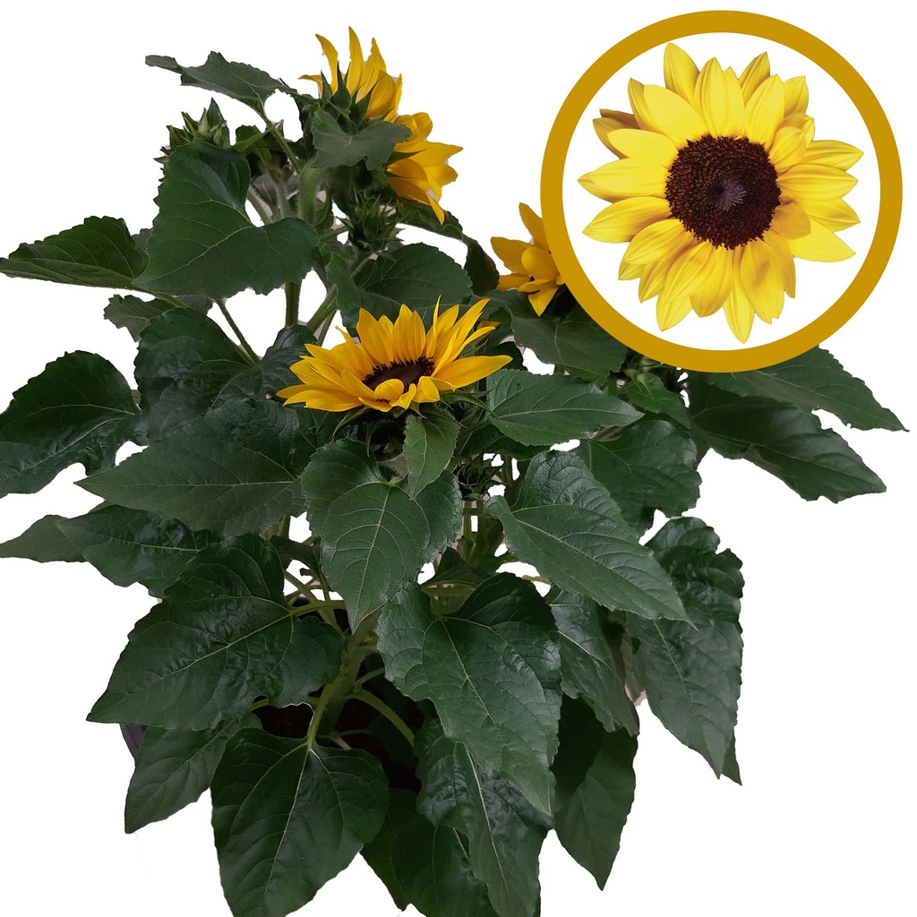 [630S1604V] TP26 Helianthus "knop" "Sunsation" 3 planten per pot
