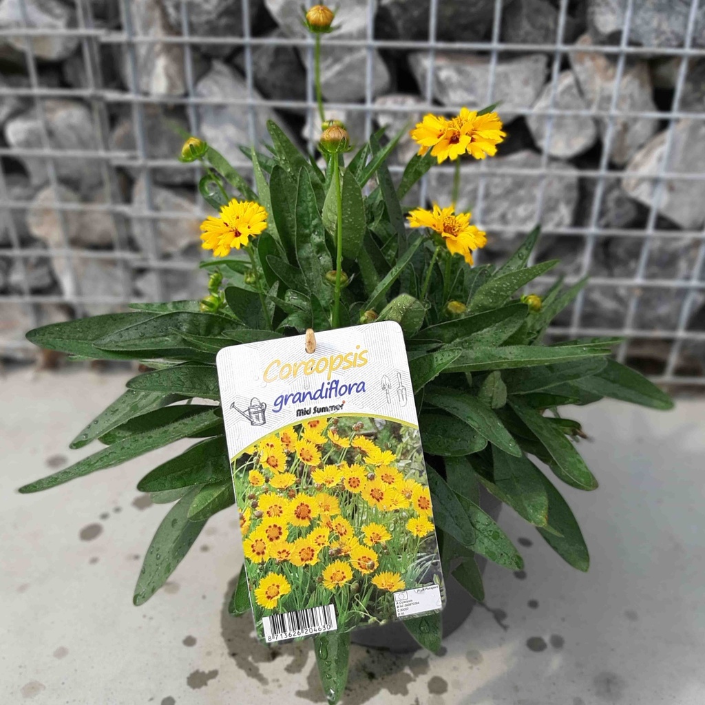 [1513S2723V] VP Coreopsis P19 Sunfire