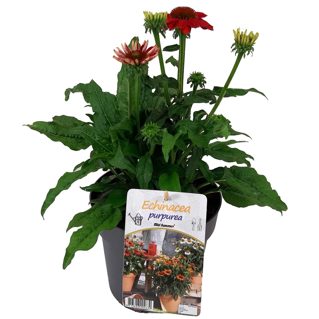 [1510S2894V] VP Echinacea P19 Lakota Orange / Red