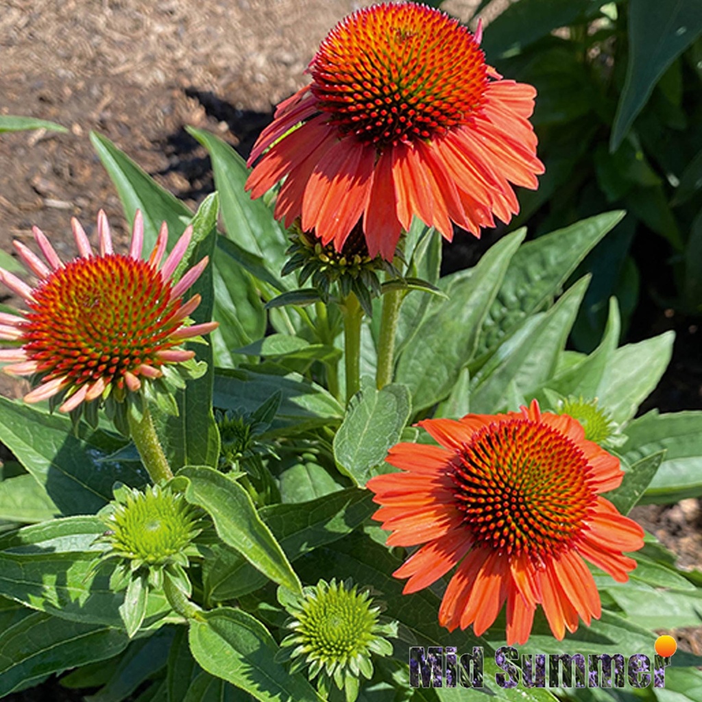 [1510S2735V] VP Echinacea P19 Sensation Meditation Orange
