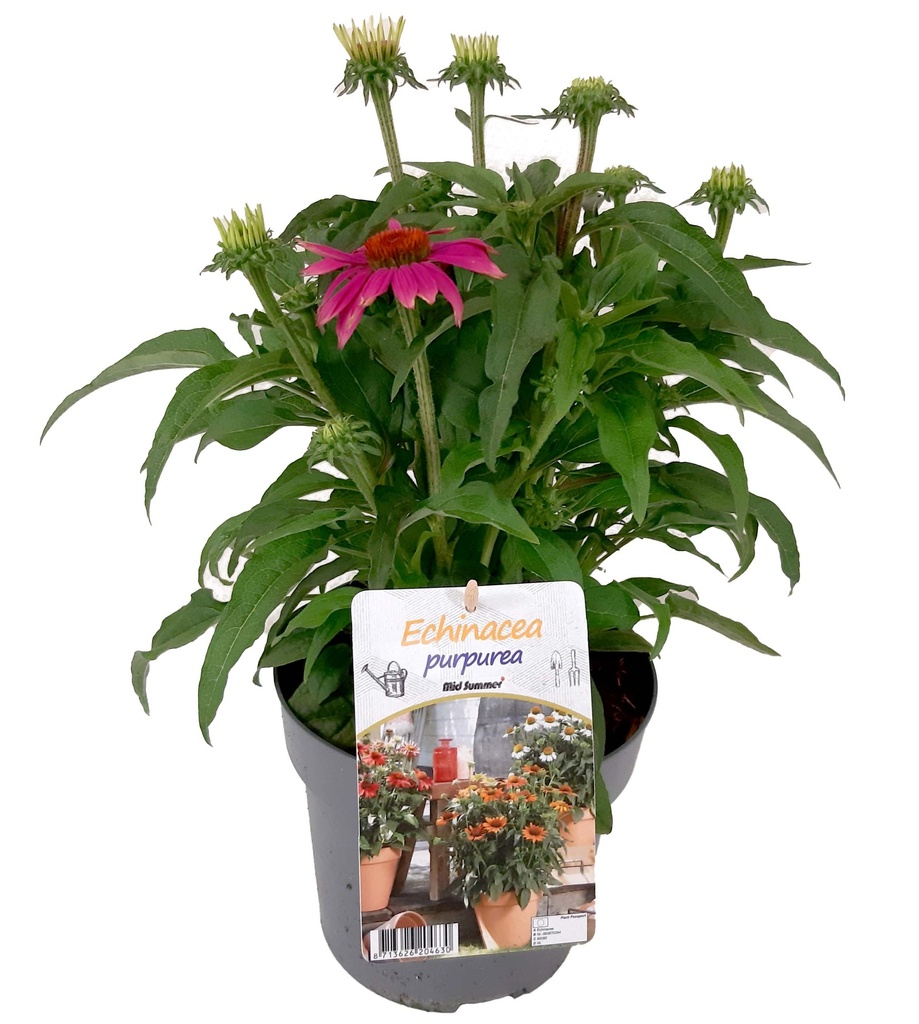 [1510S2734V] VP Echinacea P19 Sensation Pink