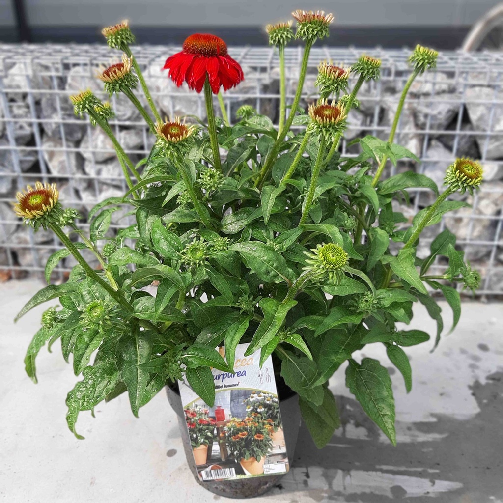 [1510S2586V] VP Echinacea P19 Sombrero Divers