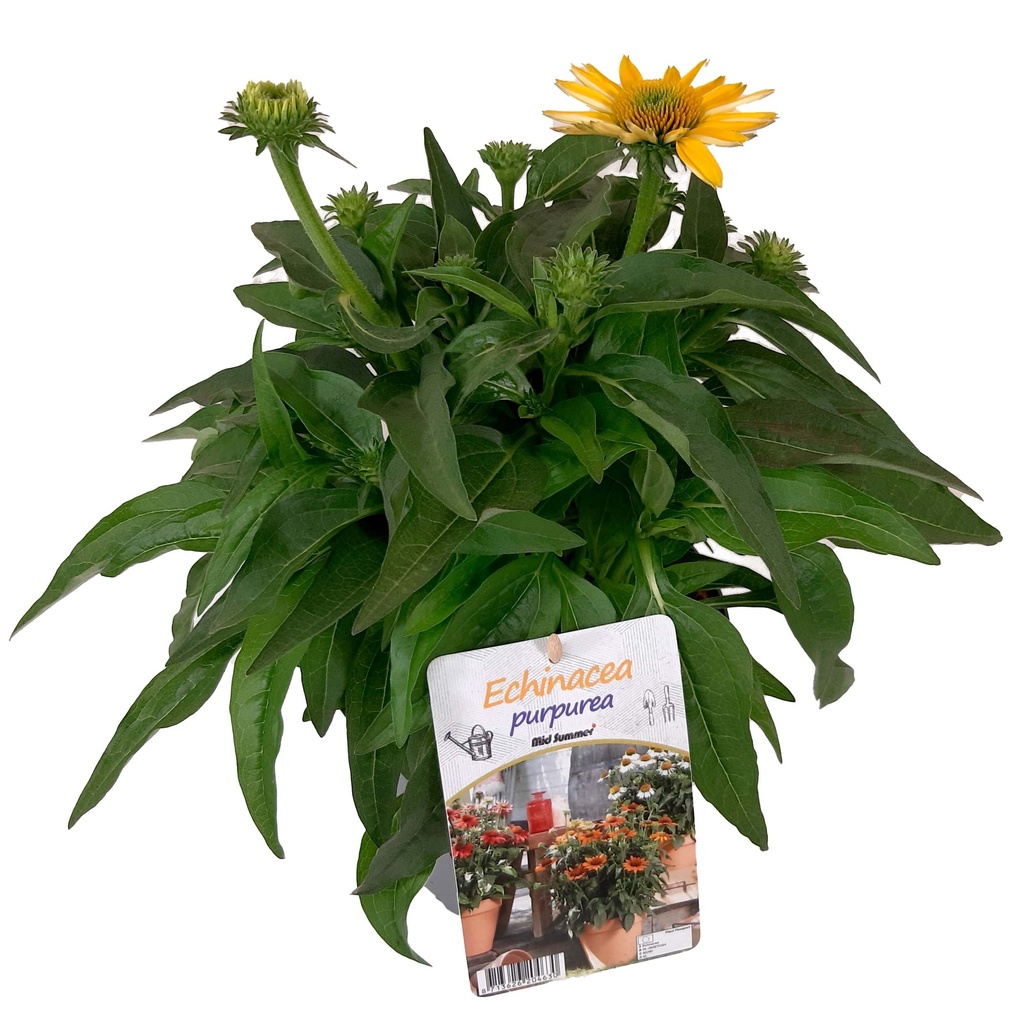 [1510S2579V] VP Echinacea P19 Sombrero Lemon Yellow