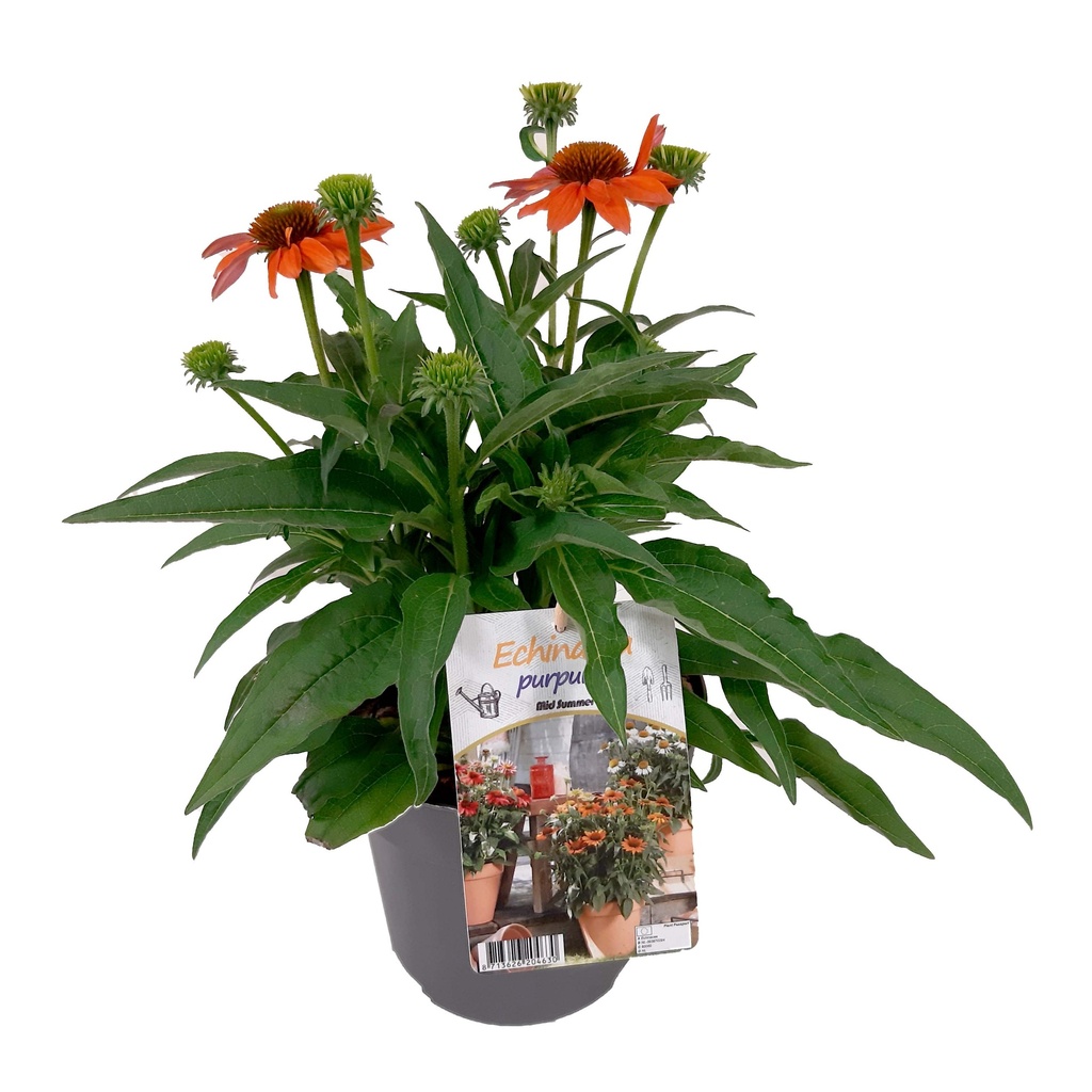 [1510S2578V] VP Echinacea P19 Sombrero Orange
