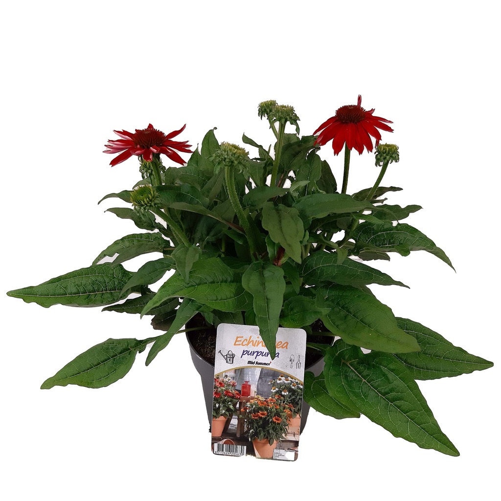 [1510S2733V] VP Echinacea P19 Sombrero Red