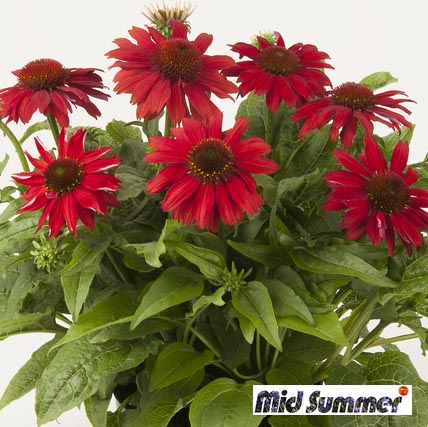 [1510S2580V] VP Echinacea P19 Sombrero Salsa Red