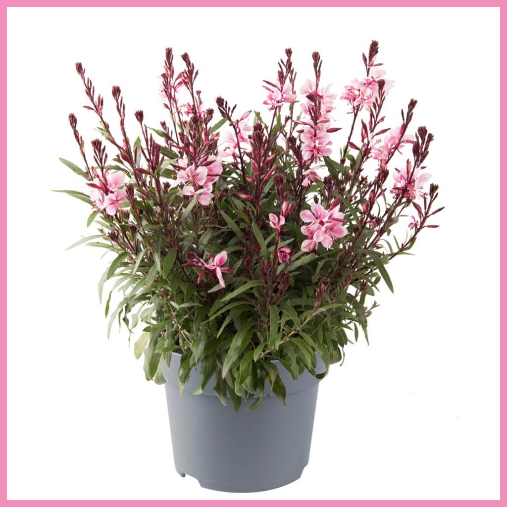 [1623S3135V] VP Gaura P19 Gaudi medium pink