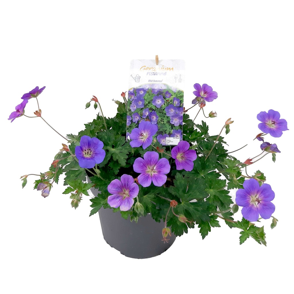 [1532S2737V] VP Geranium P19 Rosanna