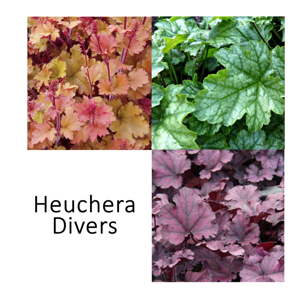 [1577S3065V] VP Heuchera P19 Divers