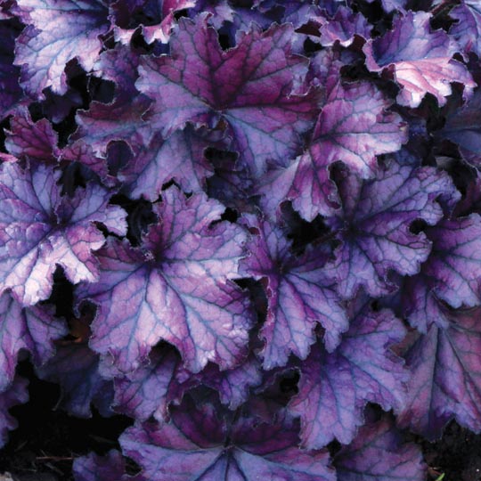 [1577S3169V] VP Heuchera P19 Purple