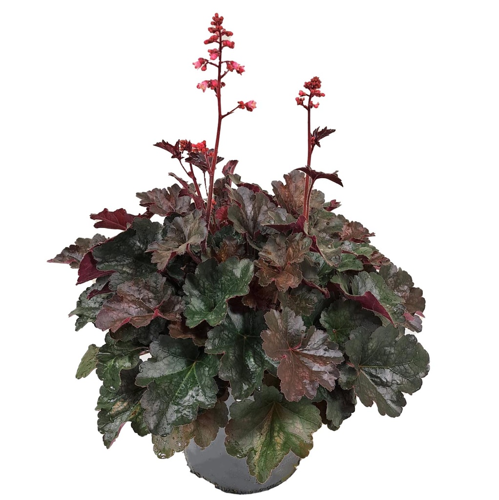 [1577S2971V] VP Heuchera P19 Villossa Hip Hip Hooray