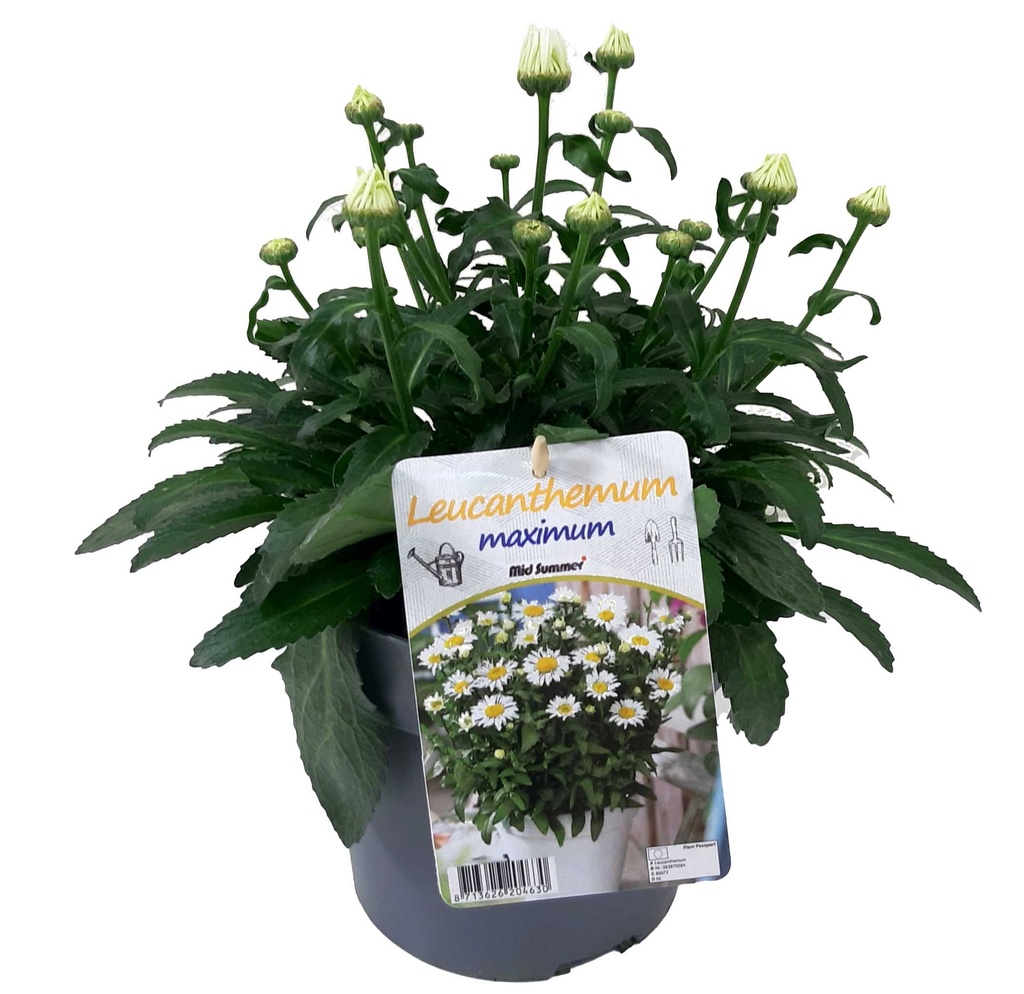 [1519S2740V] VP Leucanthemum P19 Snowcap
