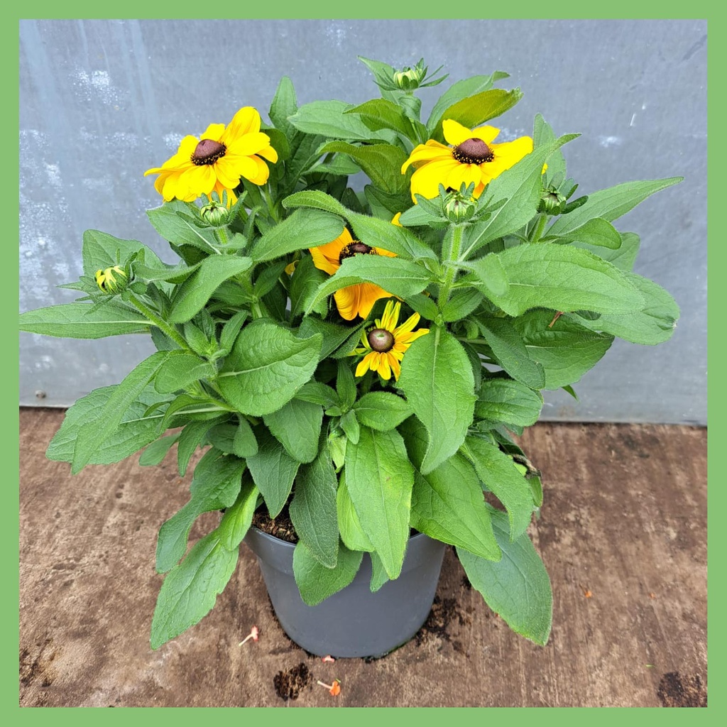 [1595S3167V] VP Rudbeckia P19 Toto Gold