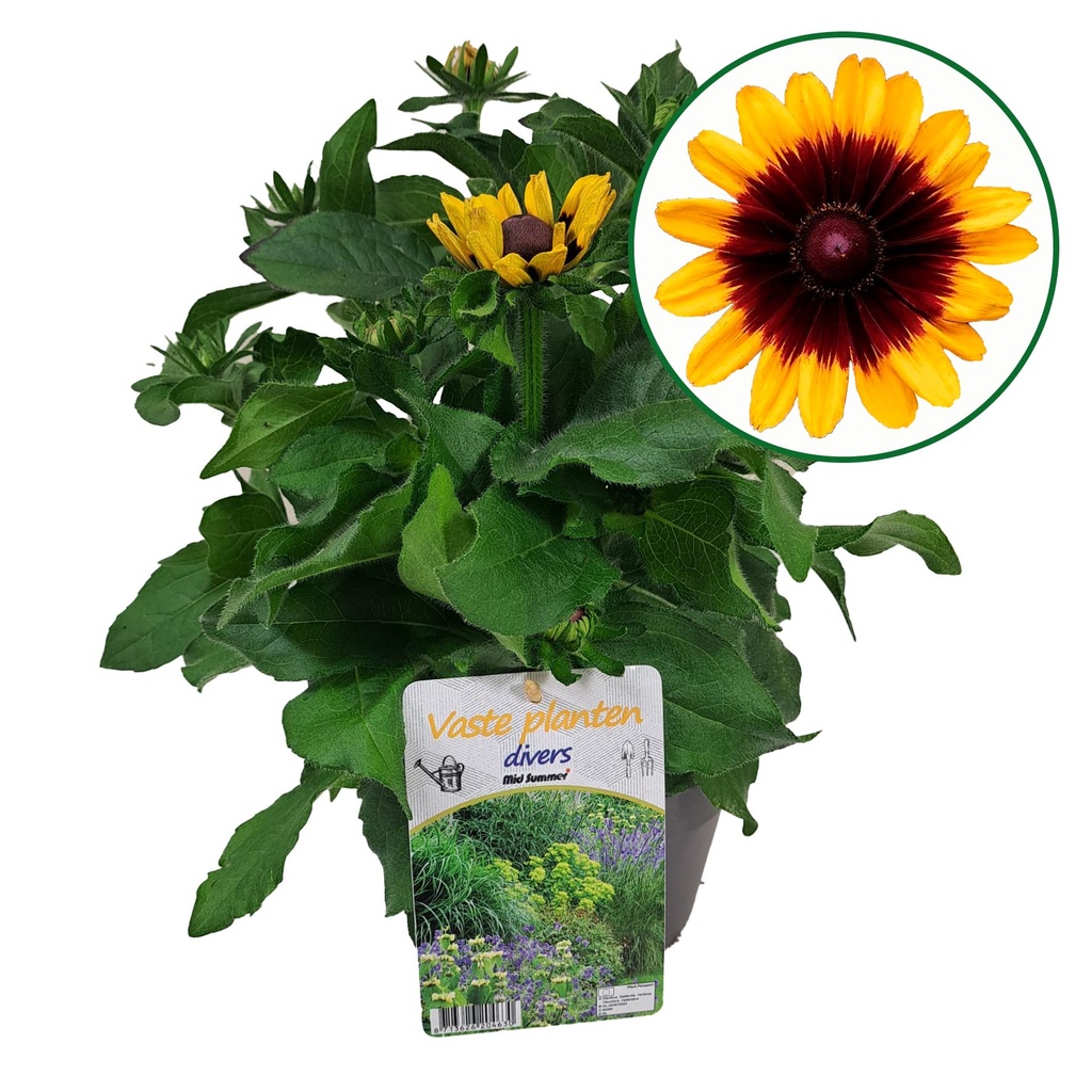 [1595S3062V] VP Rudbeckia P19 hirta Gold black eye.