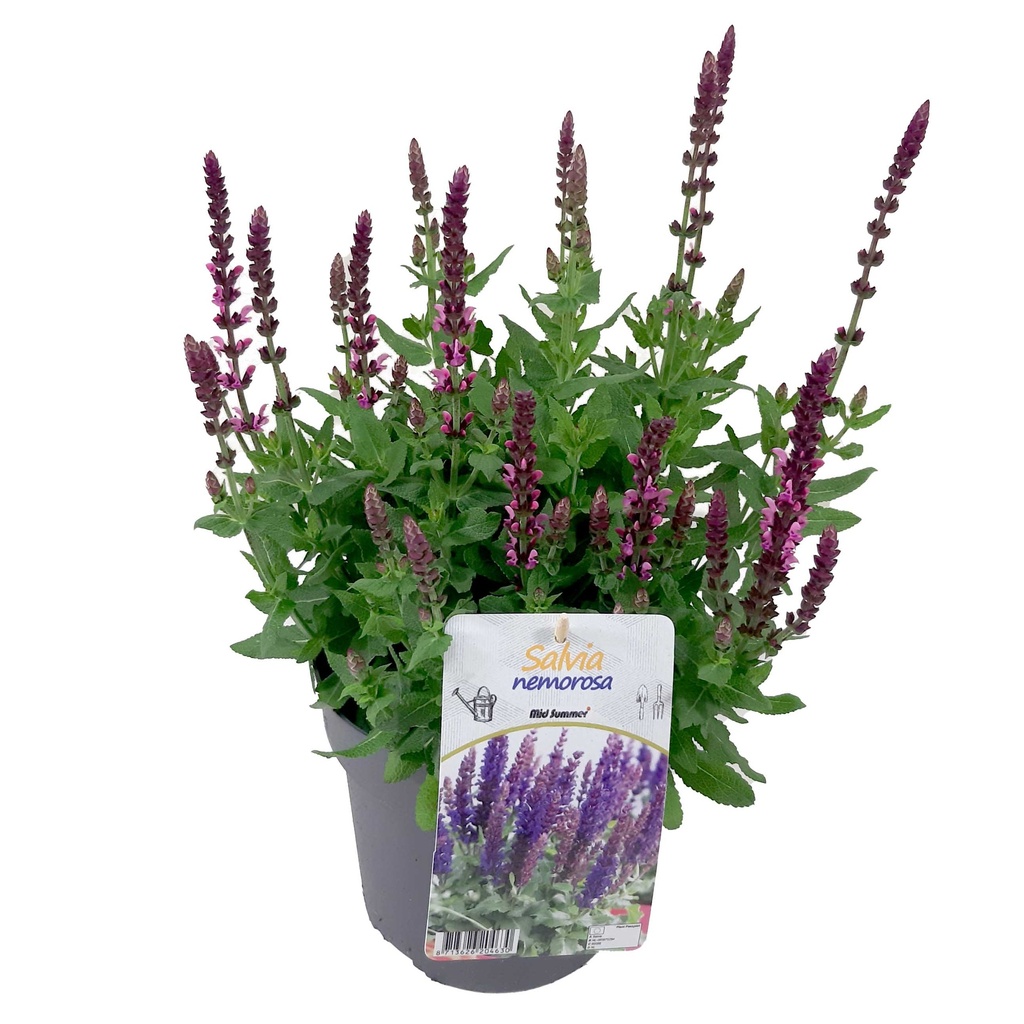 [1516S2757V] VP Salvia Nemerosa P19 Bright Rose