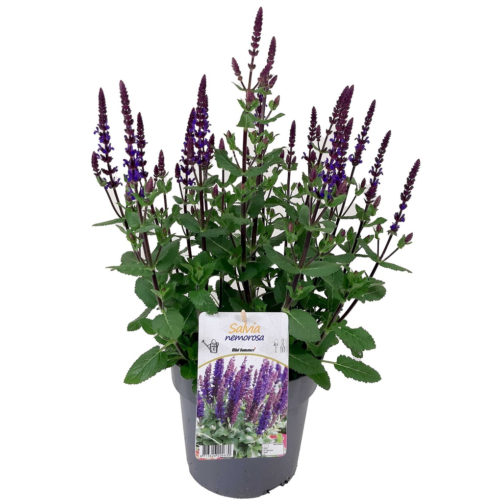 [1516S2895V] VP Salvia Nemerosa P19 Caradonna Compact