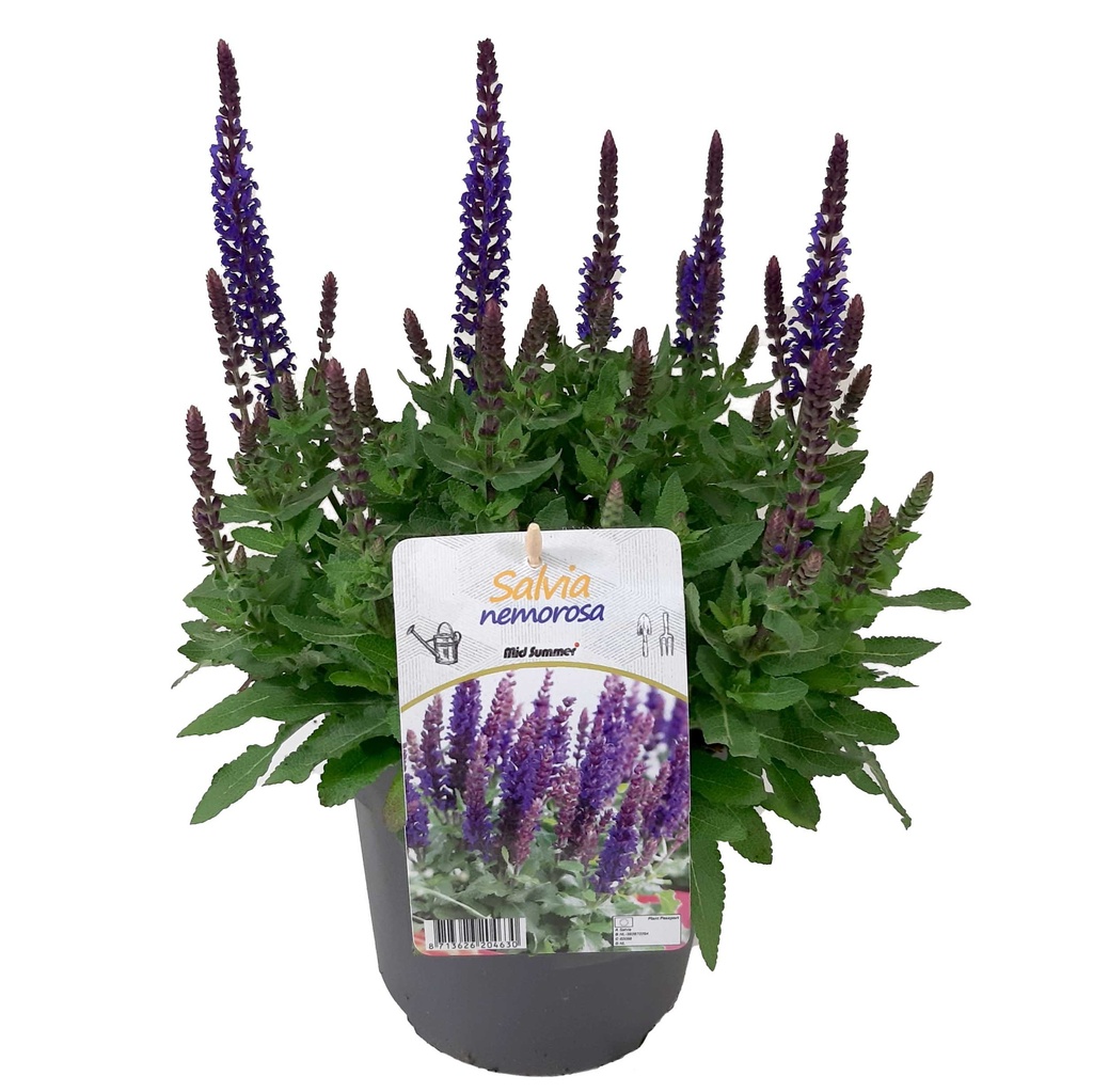 [1516S2758V] VP Salvia Nemerosa P19 Deep Blue