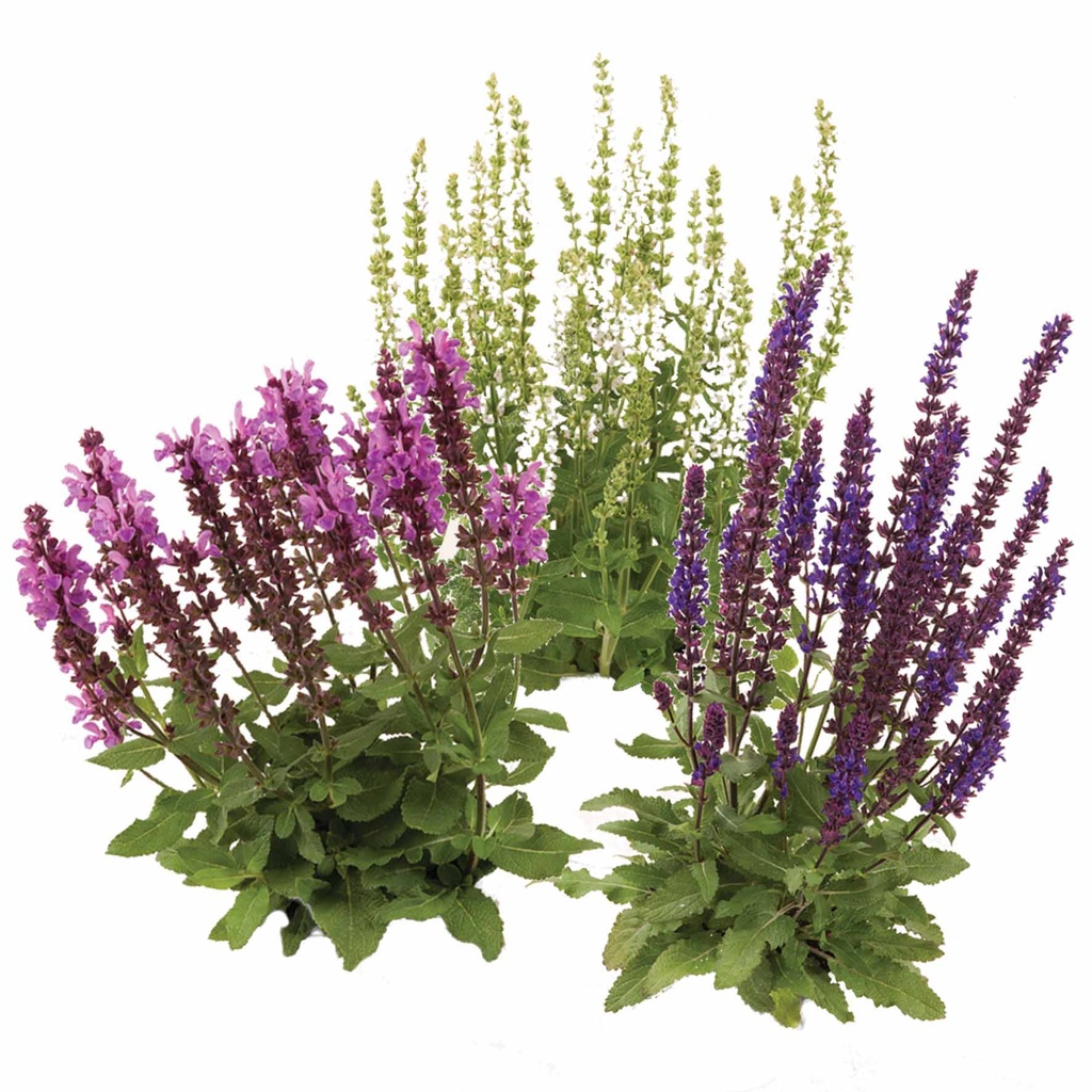 [1516S2605V] VP Salvia Nemerosa P19 Divers
