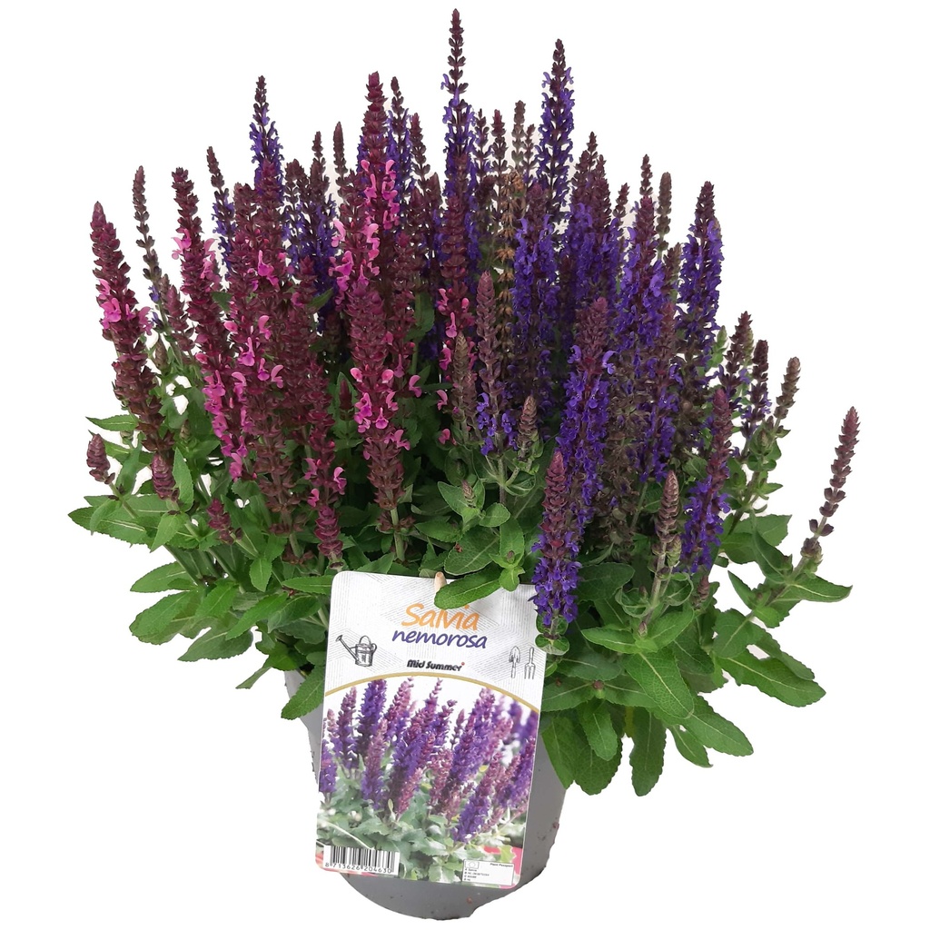 [1516S2905V] VP Salvia Nemerosa P19 Duo Rose/Blauw