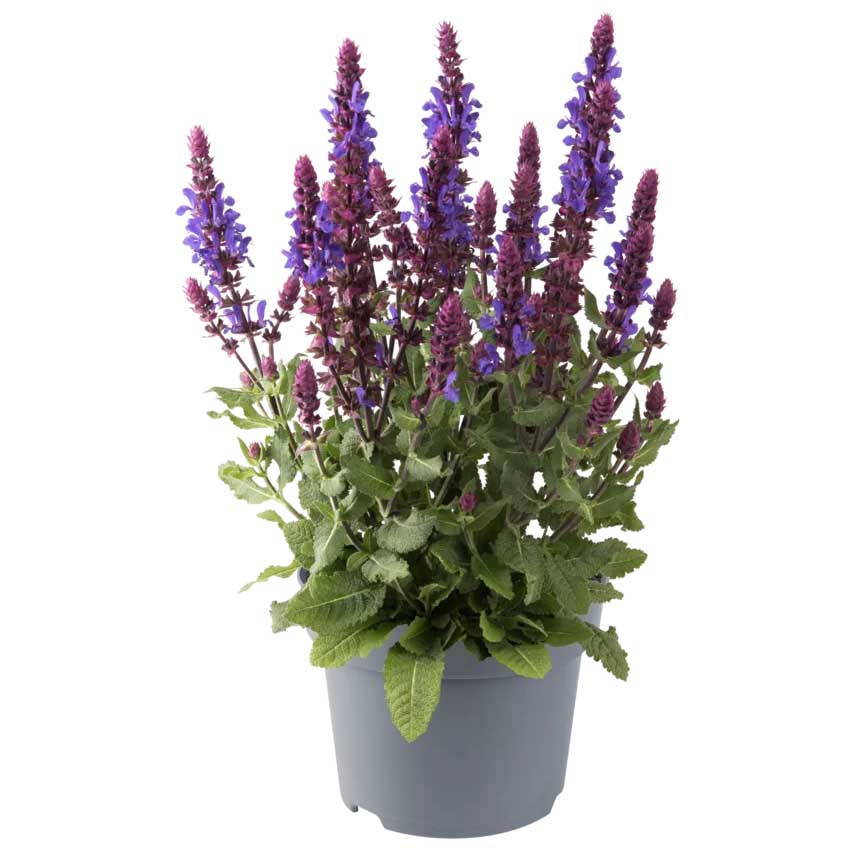 [1516S2599V] VP Salvia Nemerosa P19 Nem. Marvel Blue