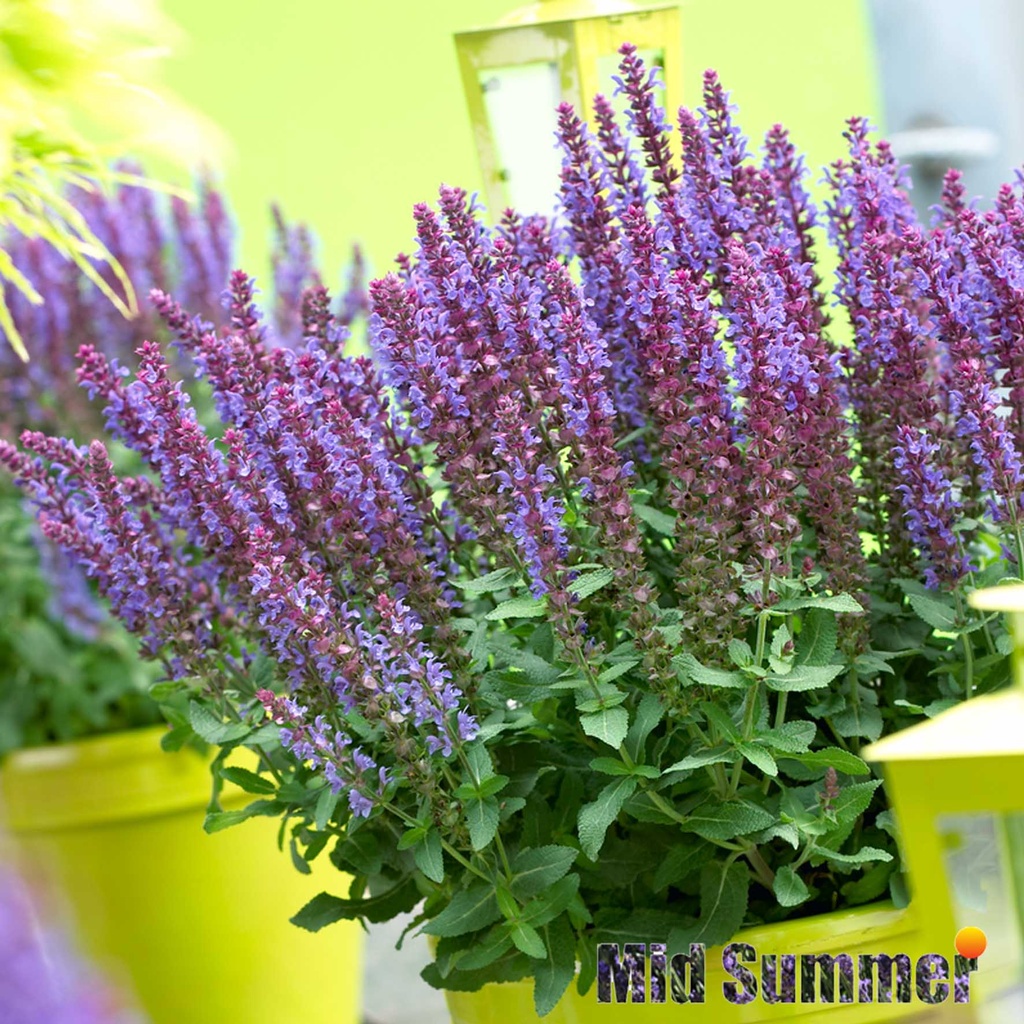 [1516S2759V] VP Salvia Nemerosa P19 Violet