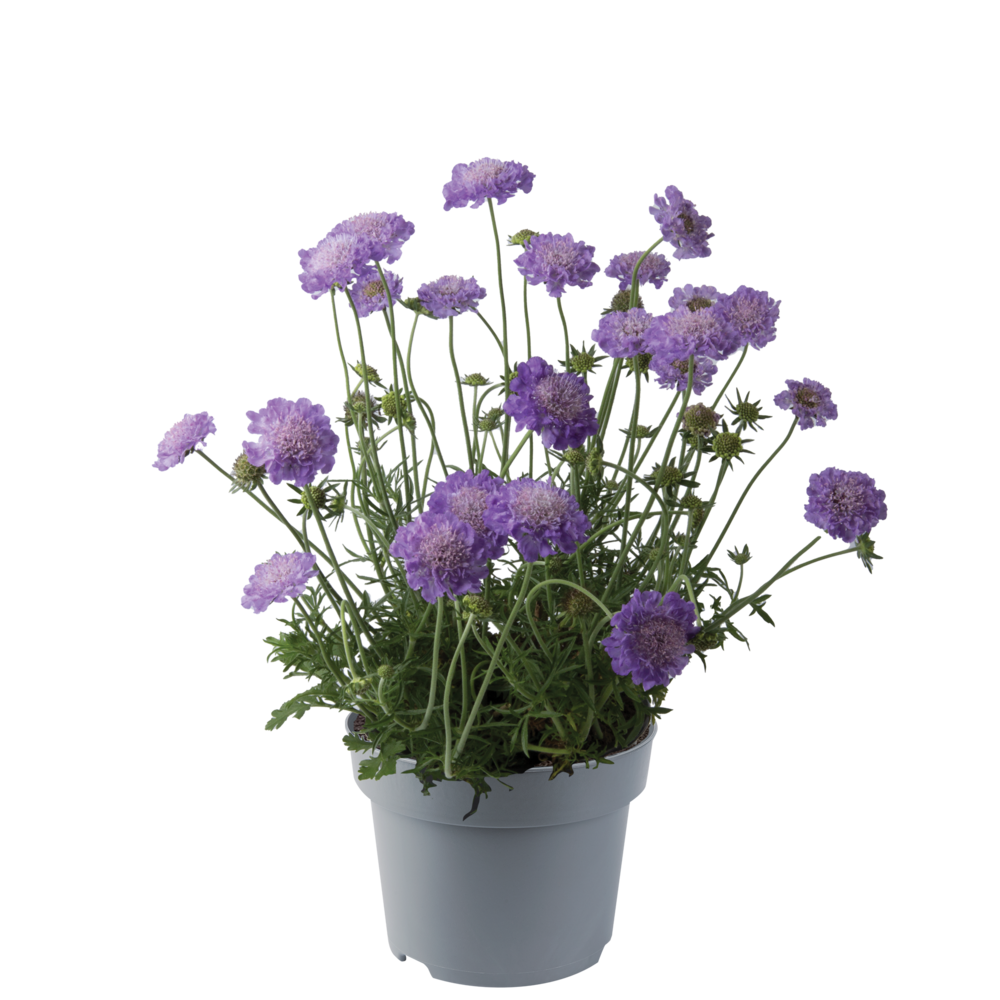 [1629SV] VP Scabiosa