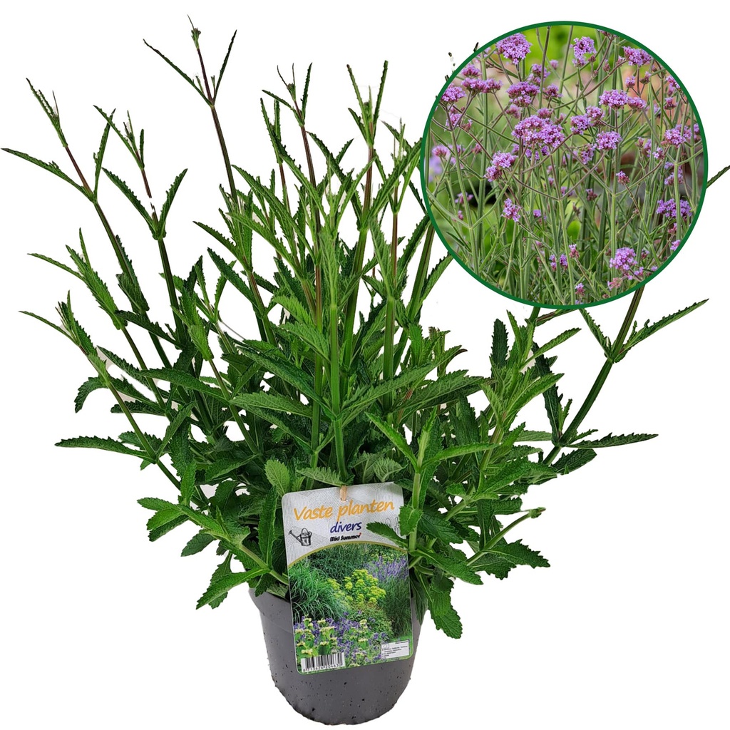 [1578S2972V] VP Verbena P19 bonariensis Bonnie Blue
