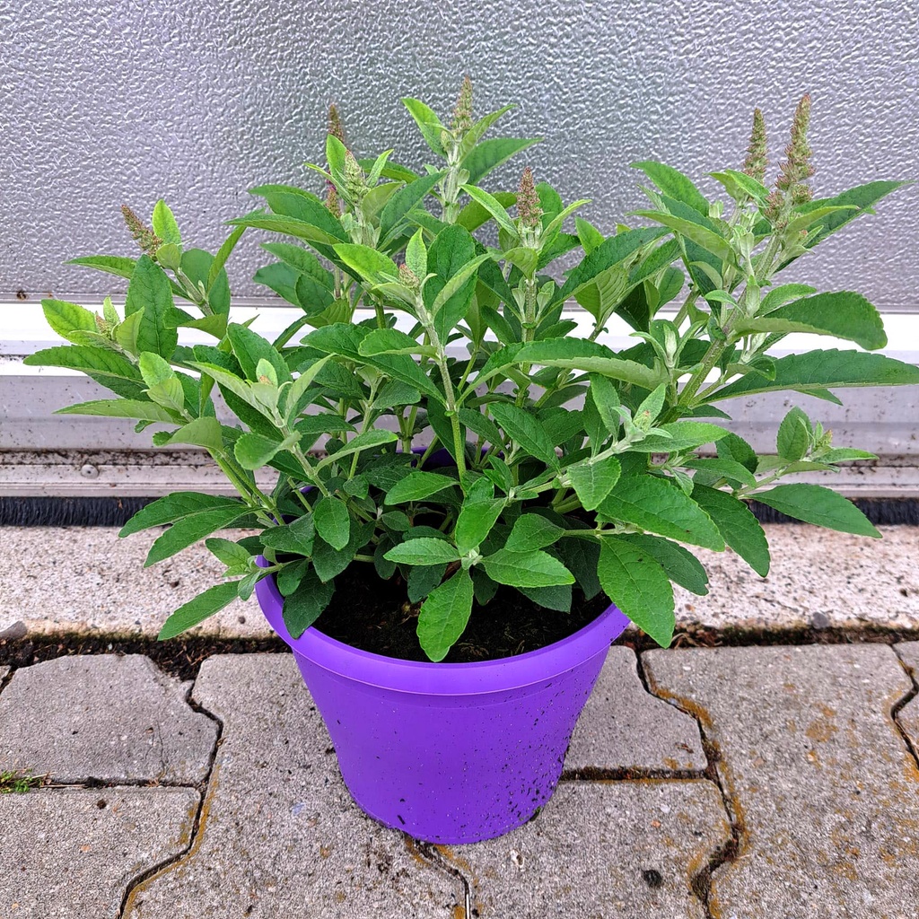 [1638S3173V] Vp Buddleia davidii P19 Chrysalis Blue