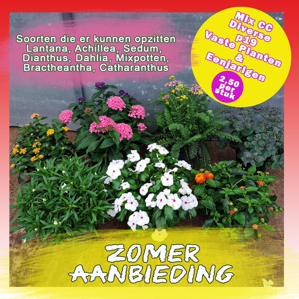 [1639S3174V] Zomeraanbieding P19 Diverse planten per CC