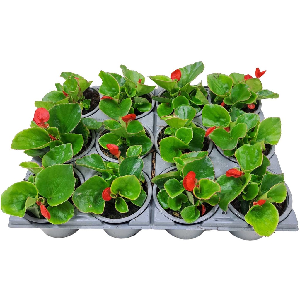 [1270S2030V] Begonia P9 Grbl Rood