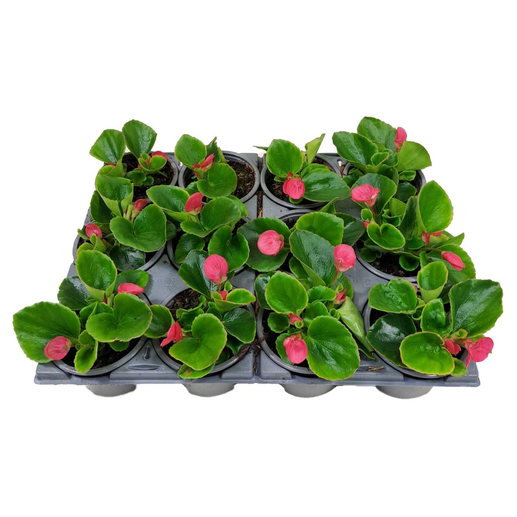 [1270S2031V] Begonia P9 Grbl Rose