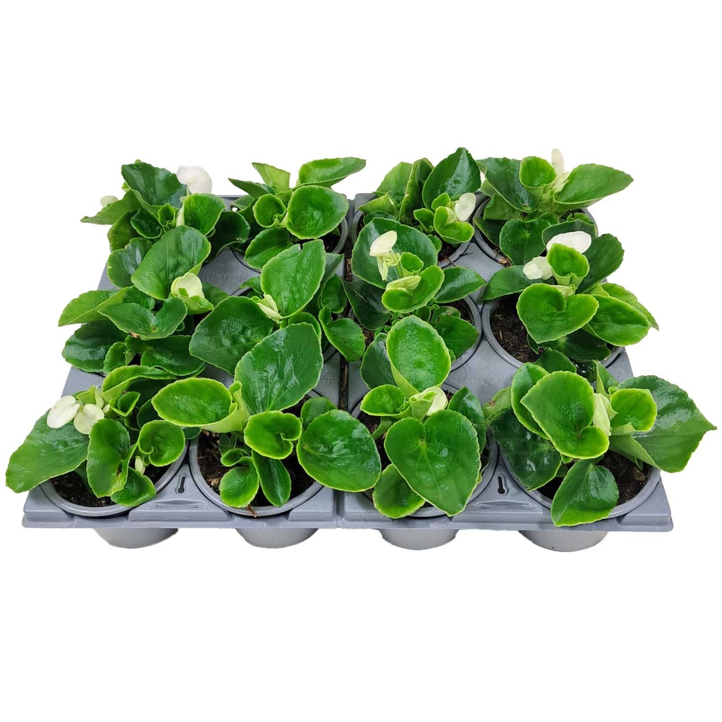 [1270S2032V] Begonia P9 Grbl Wit