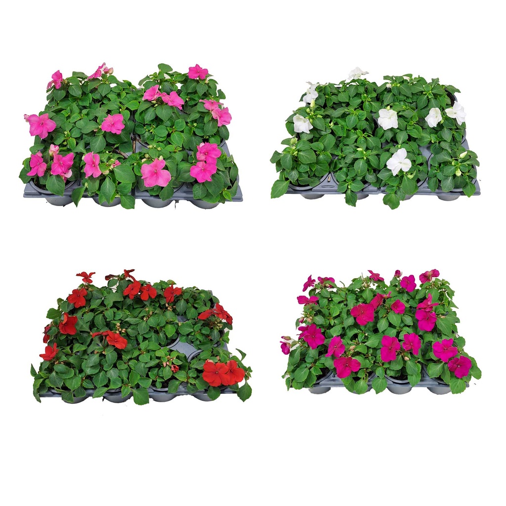 [1277S2094V] Impatiens P9 Divers