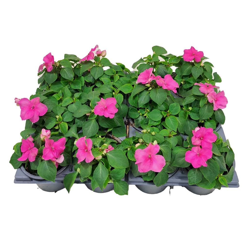 [1277S2050V] Impatiens P9 Pink