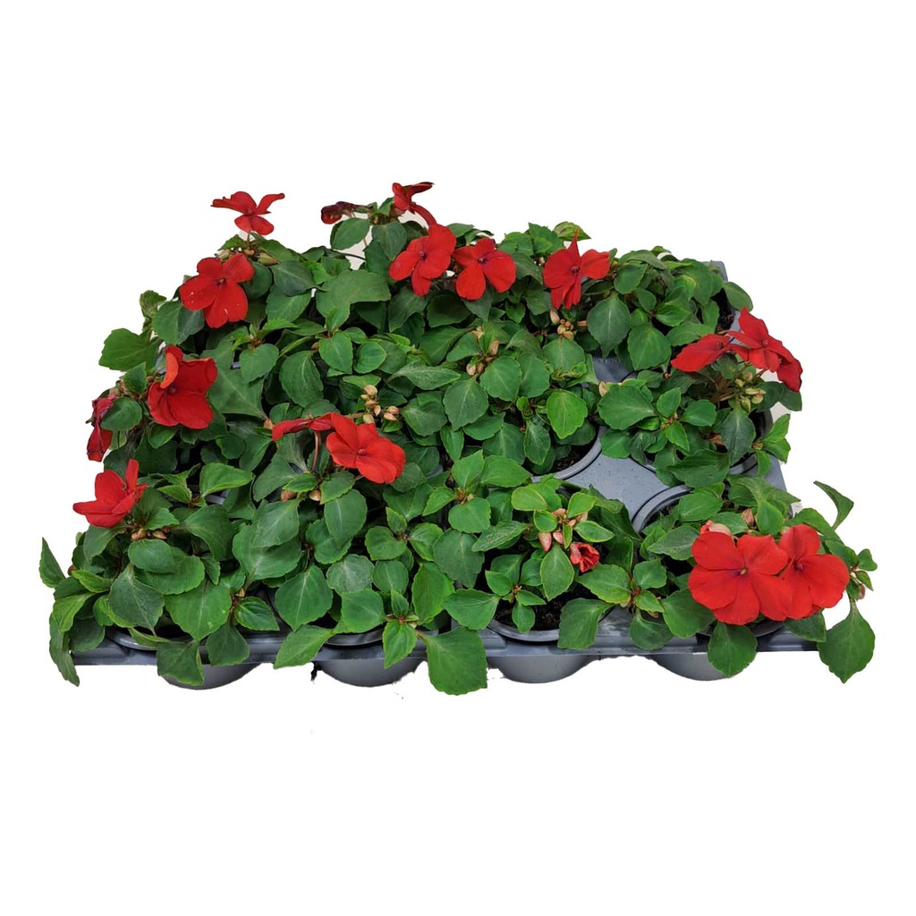 [1277S2051V] Impatiens P9 Red