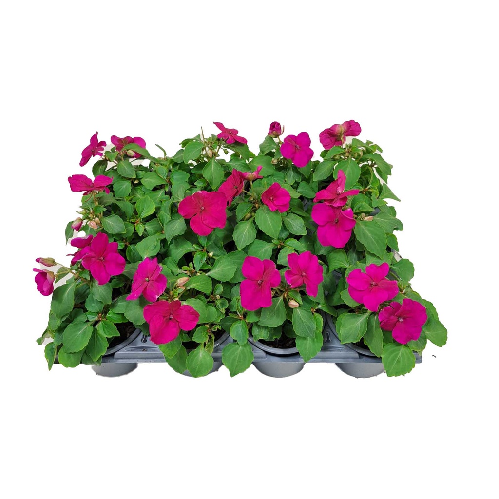 [1277S2054V] Impatiens P9 Violet