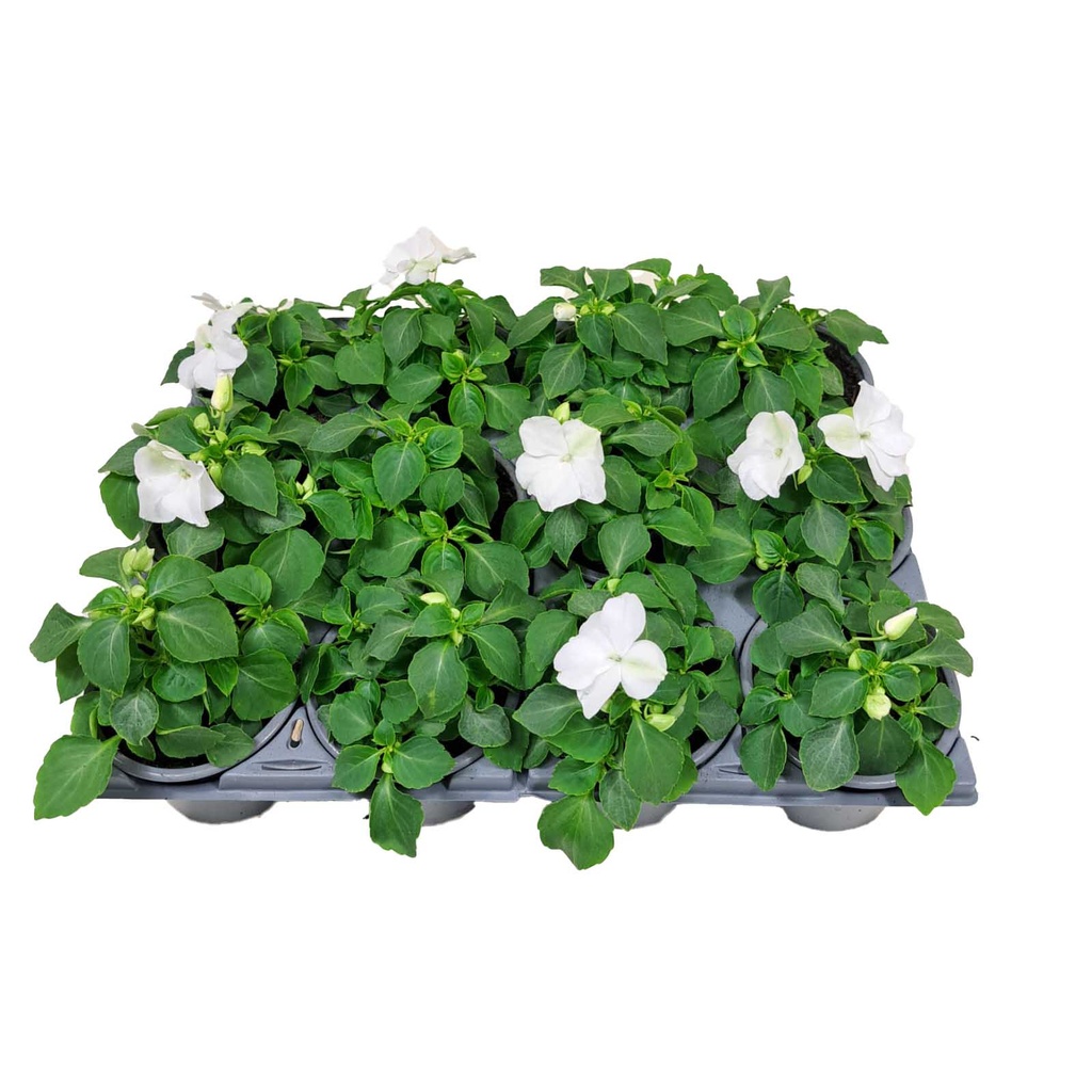 [1277S2055V] Impatiens P9 White