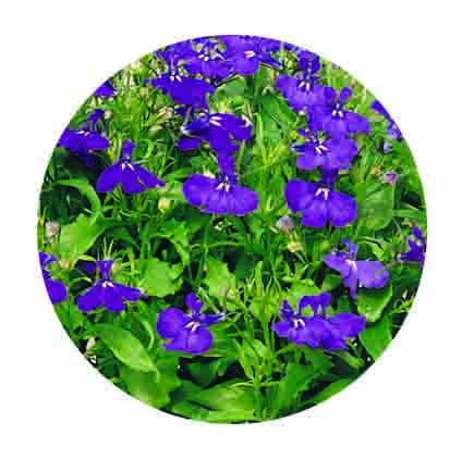 [1287S2057V] Lobelia P9 Blauw
