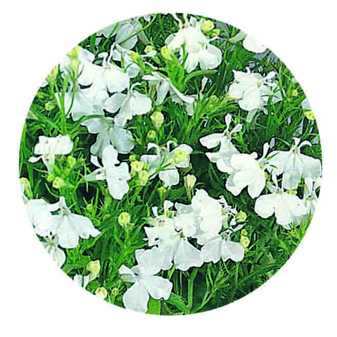 [1287S2059V] Lobelia P9 Wit