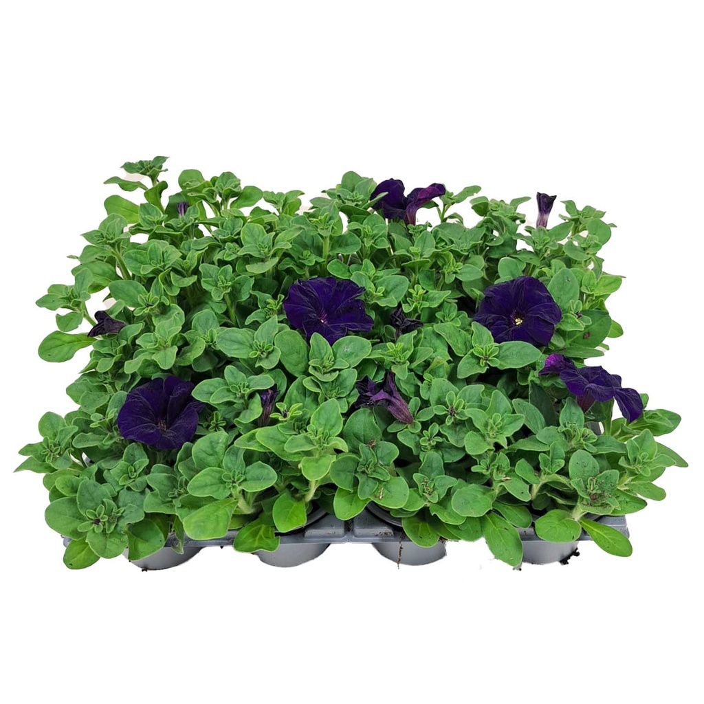 [1279S2065V] Petunia P9 Blue