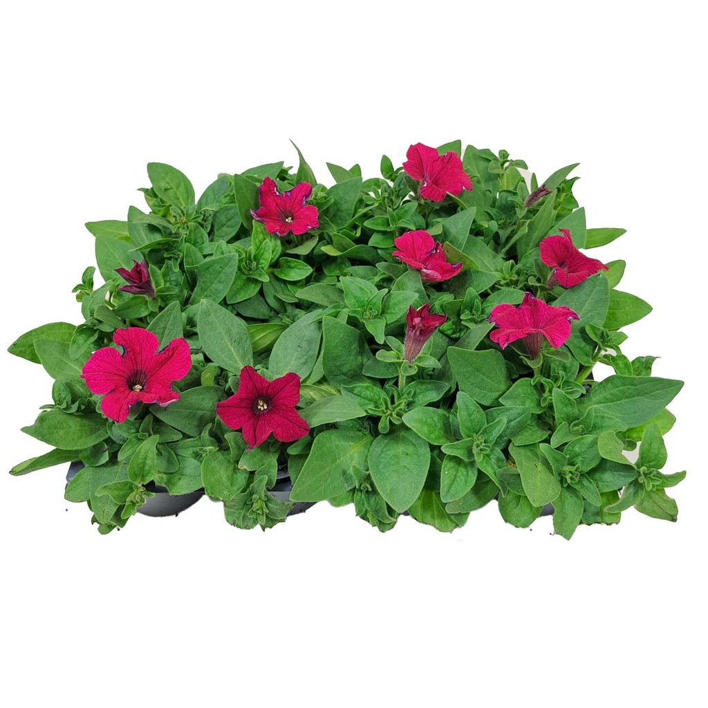 [1279S2070V] Petunia P9 Pink
