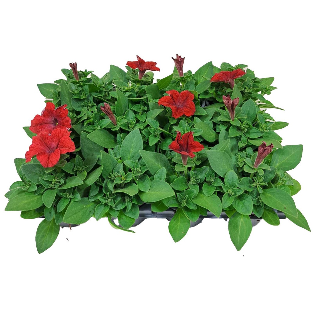 [1279S2068V] Petunia P9 Red