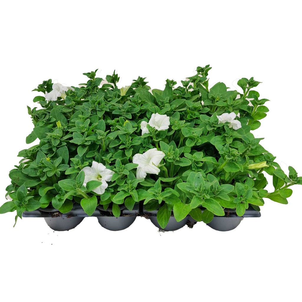 [1279S2071V] Petunia P9 White
