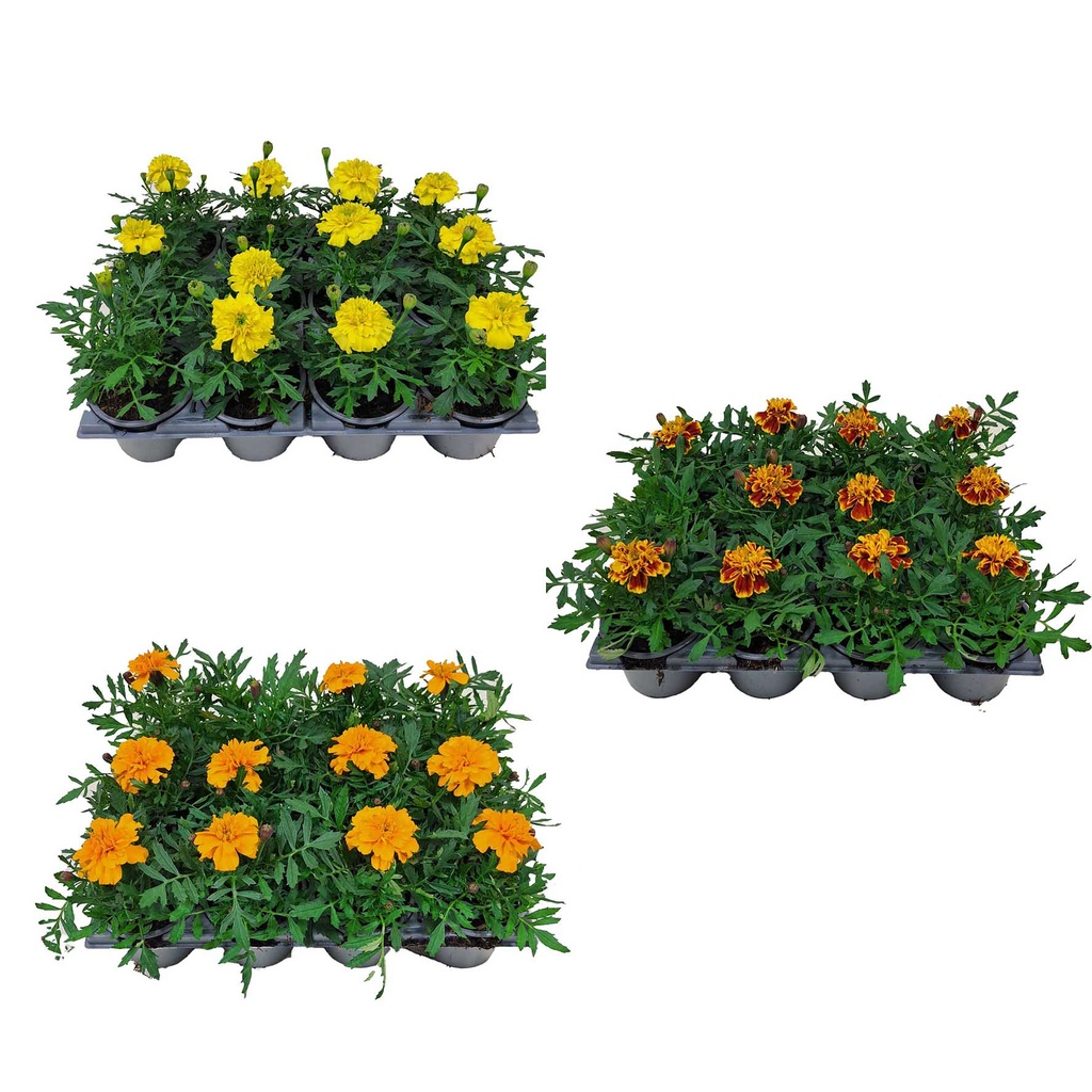 [1285S2553V] Tagetes kleinbl P9 Divers