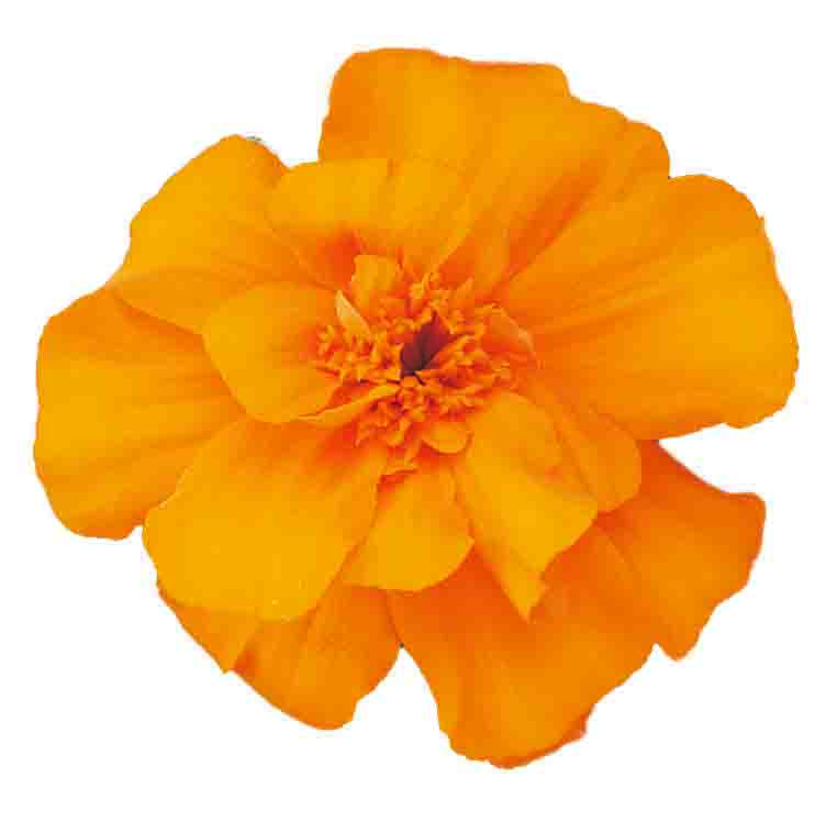 [1285S2085V] Tagetes kleinbl P9 Orange