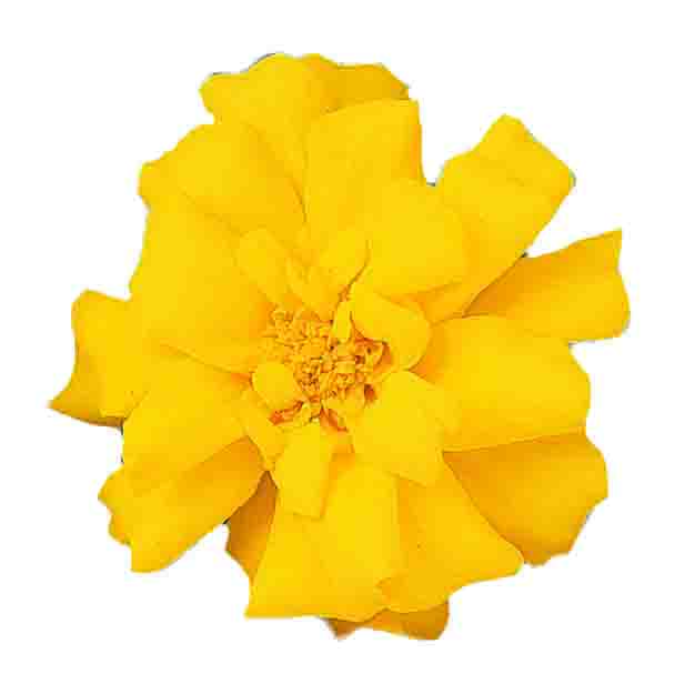 [1285S2083V] Tagetes kleinbl P9 Yellow