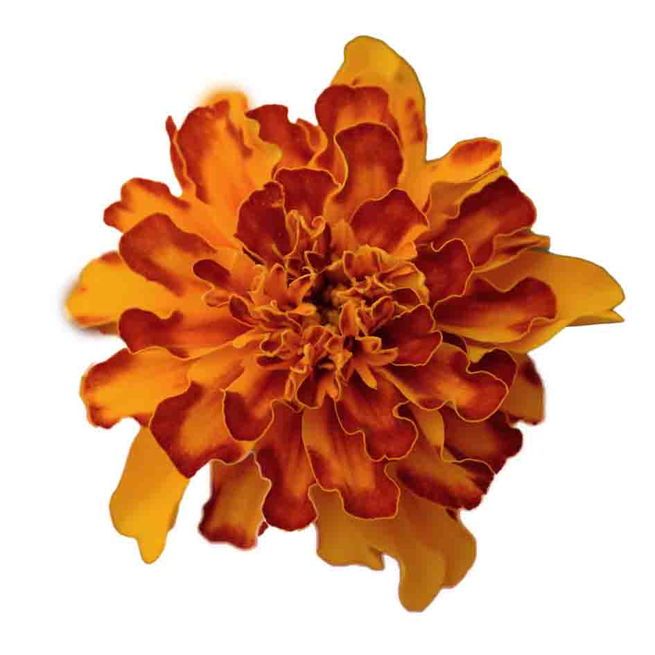 [1285S2084V] Tagetes kleinbl P9 Yellow Orange gevlamd(bolero)