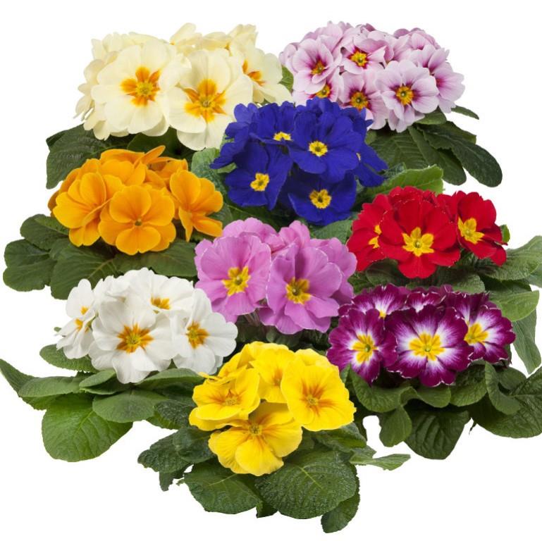 [650S1034V] Primula P10.5 Kleurtonend Mix