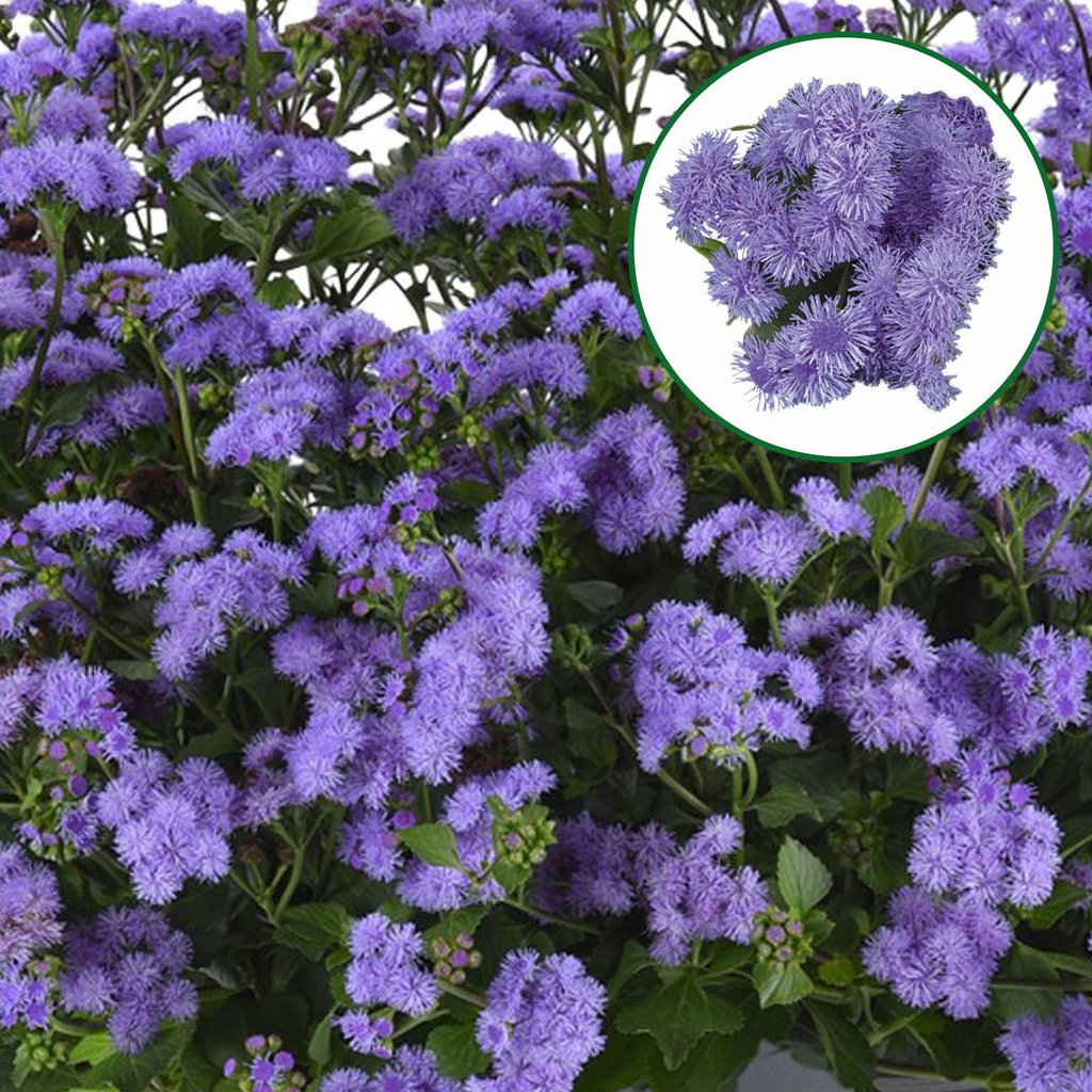 [1645S3221V] Ageratum P12 Monarch Blue